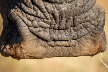 Wall Mural - Close up of a White rhino mouth.