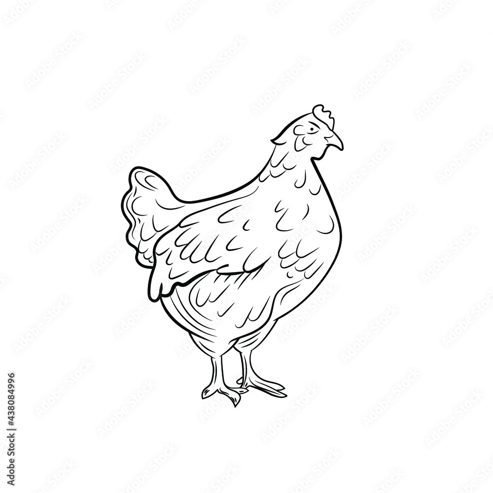 Vector chicken outline sketch isolated on white background, black lines ...