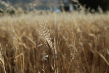 Sticker - ears of wheat