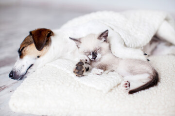 Dog and cat sleeping together