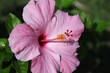 close up red hibiscus flower or less widely known as rose mallow. Other names include hardy hibiscus, rose of sharon, and tropical hibiscus