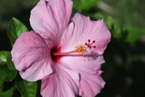Fototapeta Sypialnia - close up red hibiscus flower or less widely known as rose mallow. Other names include hardy hibiscus, rose of sharon, and tropical hibiscus