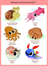 Wild World Mollusks Cartoons, Cute Wild Animals In Vector With Scientific Name, And Common Name In English And Spanish.