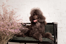 Large Brown Standard French Poodle Portrait