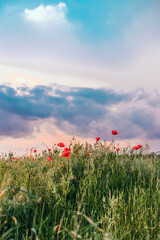 Red poppy flowers against the sky. Shallow depth of field