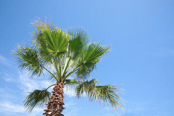 Beautiful view of palm tree outdoors on sunny summer day