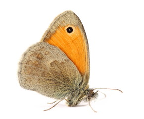 small heath butterfly, coenonympha pamphilus isolated on white background