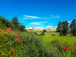 Wall Mural - Scenic view of green rural landscape with flowers and trees against blue sky in summer in Neuenstadt, Germany