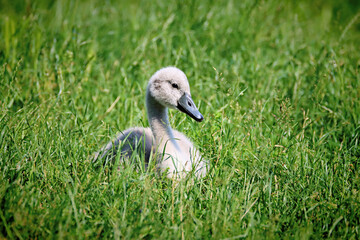 Wall Mural - Cygnet