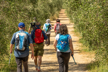 italy tuscany grosseto maremma, trekking excursion in the marremman landscape, field flowers hikers 