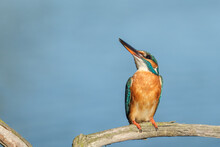 Pescaras Albastru - Kingfisher - Alcedo Atthis