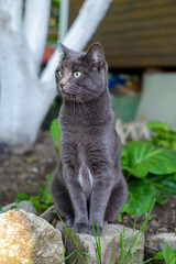 Poster - Dark gray cat sitting in the garden