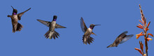 Black-Chinned Hummingbird (Archilochus Alexandri) Feeding In Flight Banner Progression