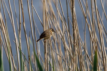 Wall Mural - Sedge Warbler on reeds.