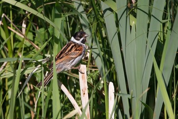 Wall Mural - Male Reed Bunting in the reeds.