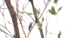 The Downy Woodpecker Is Using Its Beak To Drill Wood.