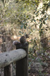 A squirrel perched on a wood.
--
Una ardilla posada sobre una madera.