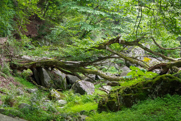 tree in the forest