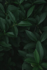  Green leaves with copy space. They are color tone dark.