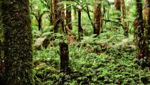 Lush And Humid New Zealand Rainforest With Green Vegetation