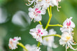 kastanienbaumblüten im sommer ähnlich orchidee