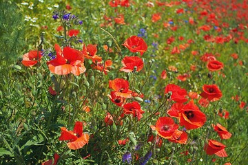 Wall Mural - Beautiful poppies