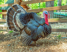 Male Turkey In The Paddock. Full-length. Portrait Of An Animal In Profile. Close-up.