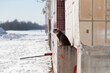 cat sits on a concrete platform of a multi-storey building in the winter on the street