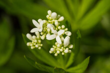 Macro Of Sweet Woodruff (Galium Odoratum) Blossoms, Flower Buds And Leaves In The Forest