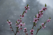 The Background Is Full Of Falling Snowflakes. In The Foreground Are Twigs Or Branches Of A Peach Tree Carrying Pink Blossoms And Young Leaves. The Petals Are Covered In Snow.