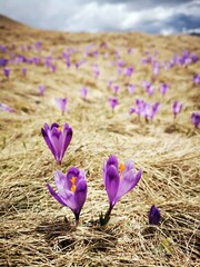 Wall Mural - Purple crocus flowers. Purple meadows in the mountains.