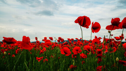 Remembrance poppy, field with poppies, nature, mountains, red flowers, red field, field with flowers