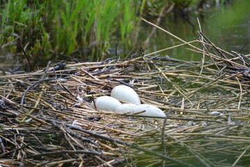 swan nest with eggs