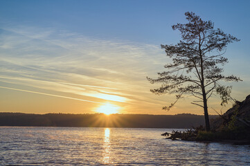 Wall Mural - morning landscape, the silhouette of a pine tree on the river bank against the background of the sun