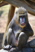 Baboon Sitting On The Ground