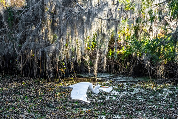 Canvas Print - GREAT WHITE EGRET