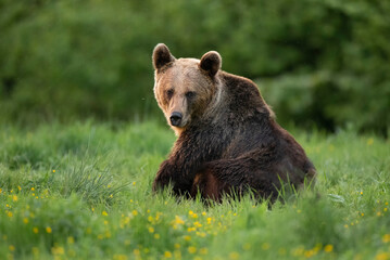 Wild brown bear ( Ursus arctos )