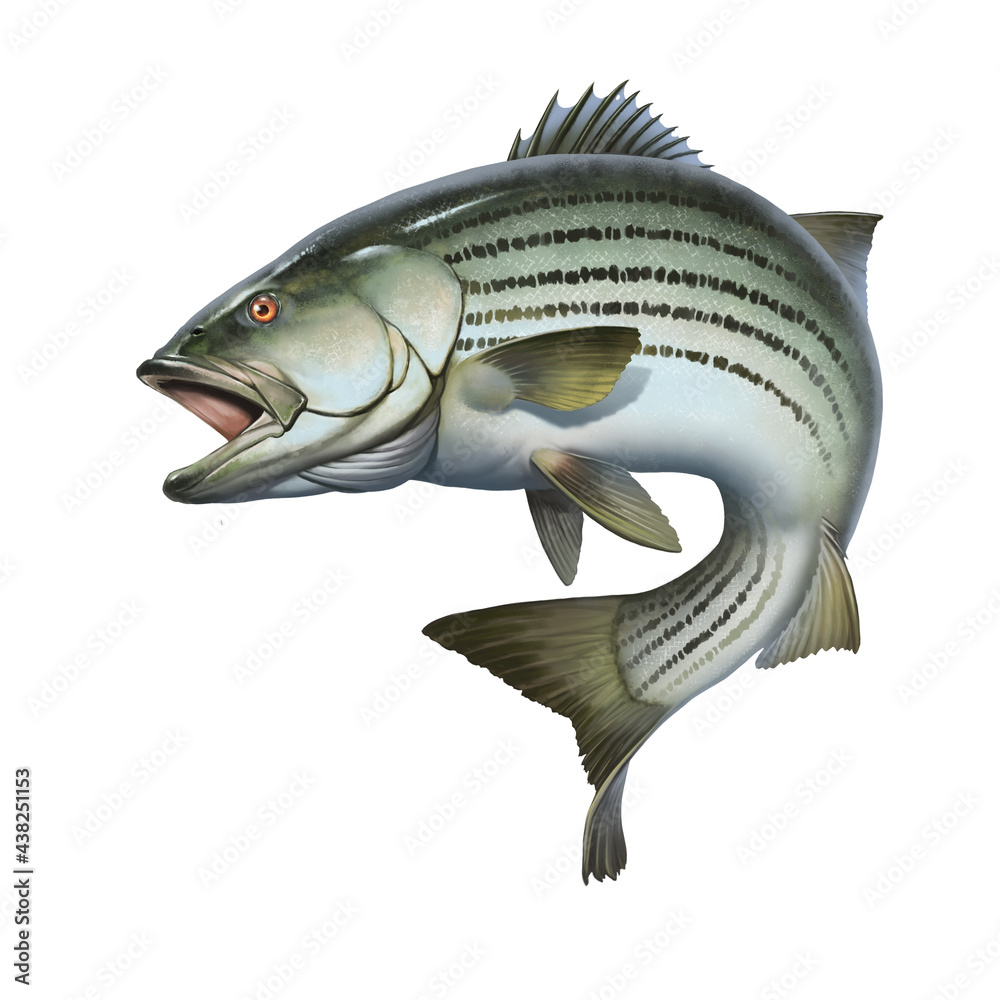Striped bass jumping out of the water illustration isolate realism. - obrazy, fototapety, plakaty 