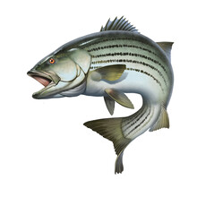 Striped Bass Jumping Out Of The Water Illustration Isolate Realism.