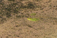 A Green Toad Frog Lies On The Surface Of A Pond. Around The Frog Are Green Flakes Of Grass.