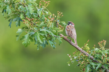 Wall Mural - Little bird sparrow sitting on a branch of a green bush.