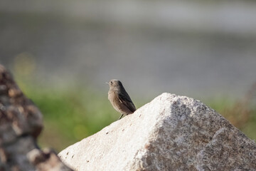 Small bird closeup