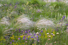 Feather Grass In A Meadow With Wild Flowers. Natural Plant Background