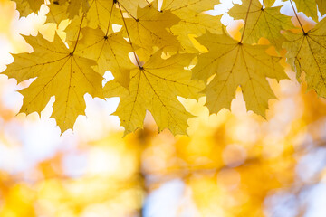Wall Mural - close up of bright yellow and red maple leaves on fall tree branches with vibrant blurred background