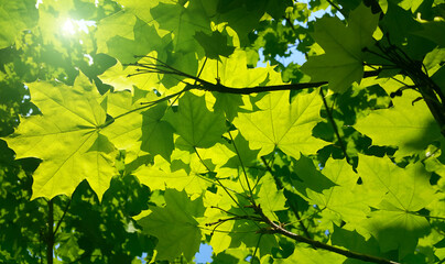 Wall Mural - fresh green maple foliage illuminated by bright sunlight