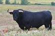 Spanish bull resting in the field