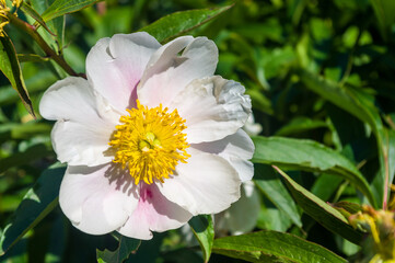 Wall Mural - Beautiful natural background for valentine day, 8 march, and love theme, peony flowers Paeonia lactiflora, close up.