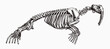 Threatened walrus odobenus rosmarus skeleton in profile view, after antique engraving from the 19th century