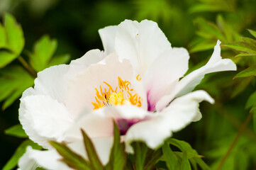 Wall Mural - Beautiful natural background for valentine day, 8 march, and love theme, peony flowers Paeonia lactiflora, close up.