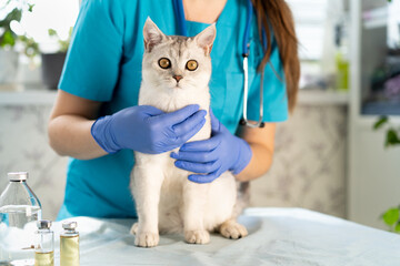 Wall Mural - The veterinarian examines the cat. the kitten is at the veterinarian. Inspection of pets and vaccination. Animal clinic